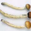 Psilocybe Cyanescens